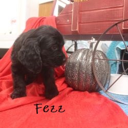 puppy, for, sale, Cocker Spaniel, Joe & Cherri  Overlease, dog, breeder, Miller, MO, dog-breeder, puppy-for-sale, forsale, nearby, find, puppyfind, locator, puppylocator, aca